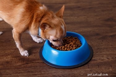 Nutritious Homemade Dog Food Recipes for Chihuahuas