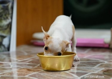 Nutritious Homemade Dog Food Recipes for Chihuahuas