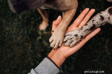 Easy Steps to Clean Your Dog’s Stained Paws and Keep Your Home Spotless
