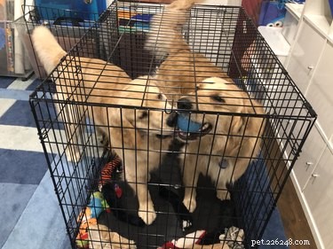 Step-by-Step Guide: Assembling a Metal Dog Crate for Safe Travel