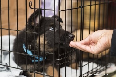 Step-by-Step Guide: Assembling a Metal Dog Crate for Safe Travel