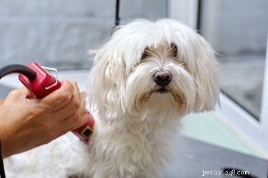 How to Give Your Maltese a Professional Puppy Cut