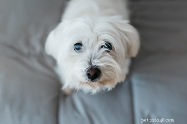 How to Give Your Maltese a Professional Puppy Cut