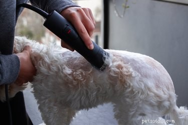 Step‑by‑Step Guide to Sharpening Wahl Clippers for Optimal Grooming