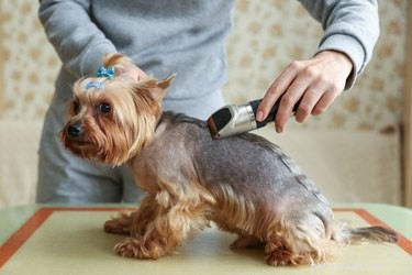 Step‑by‑Step Guide to Sharpening Wahl Clippers for Optimal Grooming