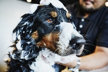 Can You Safely Use Human Conditioner on Dogs? Expert Tips & Alternatives