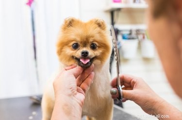How to Safely Trim Your Dog s Eyelashes at Home