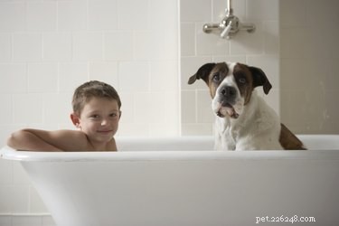 DIY No-Rinse Dog Shampoo: A Safe, Homemade Grooming Solution