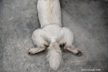 DIY Dog Diaper for Heat Cycles: A Practical Guide