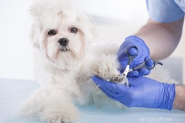 Dog Grooming Clippers vs. Human Hair Clippers: Which Is Best for Your Pet?