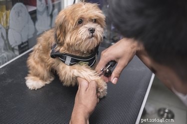 Dog Grooming Clippers vs. Human Hair Clippers: Which Is Best for Your Pet?