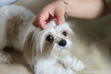Effective Ways to Treat Puppy Dandruff for Healthy Skin