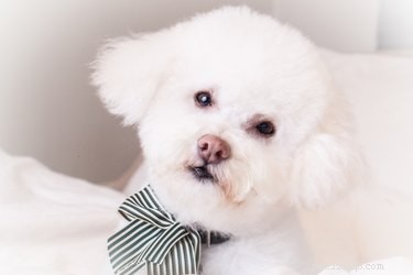 Professional Guide to Eliminating Tear Stains on Your Bichon Frise