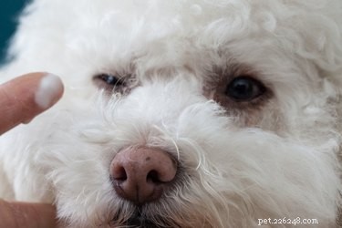 Professional Guide to Eliminating Tear Stains on Your Bichon Frise
