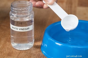 Professional Guide to Eliminating Tear Stains on Your Bichon Frise