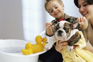 How to Keep Your Puppy’s Ears Flat: A Step‑by‑Step Training Guide