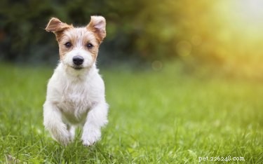 How to Keep Your Puppy’s Ears Flat: A Step‑by‑Step Training Guide