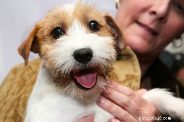 Terrier Ear Management: How to Keep Ears Down Safely