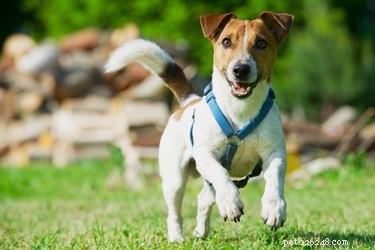 How to Adjust a Dog Harness for Comfort, Safety, and Better Walks
