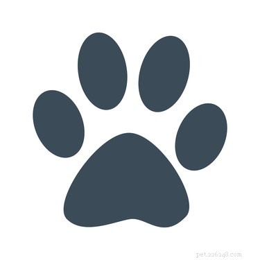 Create a Durable Plaster of Paris Paw Print – A Memorable Pet Keepsake