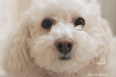 Erase Brown Mouth Stains on Dogs: Easy Grooming Fix