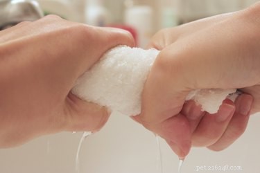 Erase Brown Mouth Stains on Dogs: Easy Grooming Fix