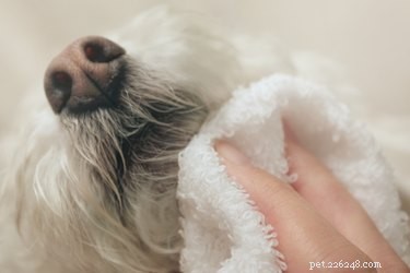 Erase Brown Mouth Stains on Dogs: Easy Grooming Fix