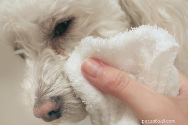 Erase Brown Mouth Stains on Dogs: Easy Grooming Fix