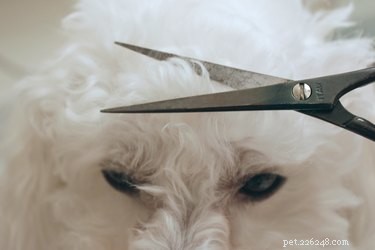 Erase Brown Mouth Stains on Dogs: Easy Grooming Fix