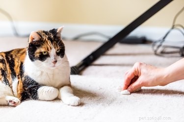 Effective Baking Soda & Hydrogen Peroxide Cleanser for Pet Urine Odors