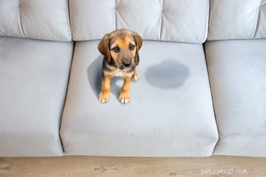 Effective Baking Soda & Hydrogen Peroxide Cleanser for Pet Urine Odors
