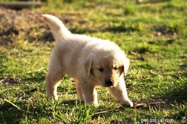 When Do Newborn Puppies Start Walking? A Guide to Early Mobility