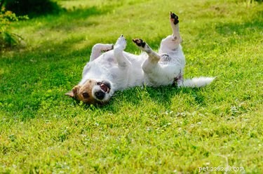 DIY Natural Flea Repellent for Pets: Safe, Effective Homemade Solution