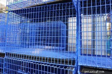 Build an Off‑Ground Dog Kennel: Easy DIY Guide for Two Beagle‑Sized Pets