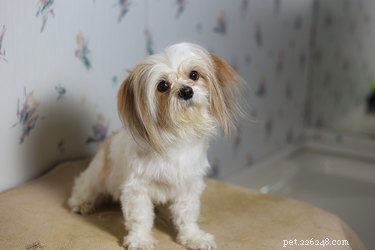 Eliminate Fleas Instantly: Safe & Effective Dog Treatment