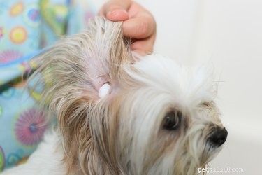 Eliminate Fleas Instantly: Safe & Effective Dog Treatment