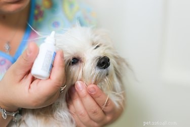 Eliminate Fleas Instantly: Safe & Effective Dog Treatment
