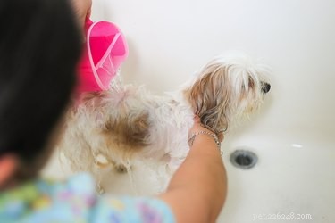 Eliminate Fleas Instantly: Safe & Effective Dog Treatment