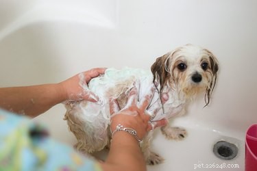 Eliminate Fleas Instantly: Safe & Effective Dog Treatment