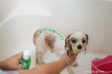 Eliminate Fleas Instantly: Safe & Effective Dog Treatment