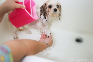 Eliminate Fleas Instantly: Safe & Effective Dog Treatment