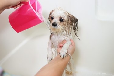 Eliminate Fleas Instantly: Safe & Effective Dog Treatment