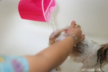 Eliminate Fleas Instantly: Safe & Effective Dog Treatment