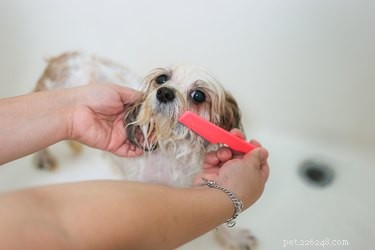 Eliminate Fleas Instantly: Safe & Effective Dog Treatment