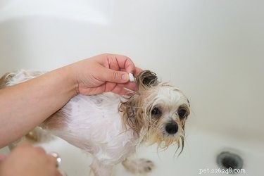 Eliminate Fleas Instantly: Safe & Effective Dog Treatment