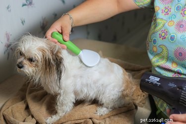 Eliminate Fleas Instantly: Safe & Effective Dog Treatment