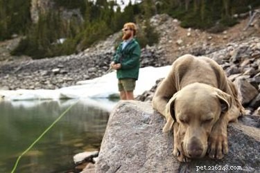 Top Vet‑Approved Dog Foods for Optimal Health