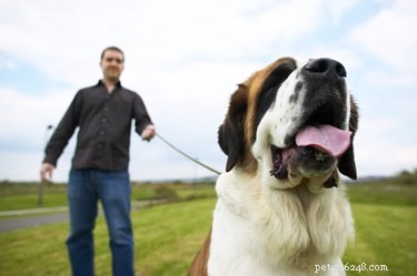 Is Your Dog’s Lips Turning Pink? What It Means & When to Seek Vet Care