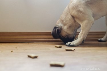 Quick & Healthy Homemade Dog Biscuit Recipes