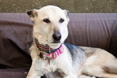 DIY Dog Toothpaste: Safe, Simple, and Cost-Effective Oral Care